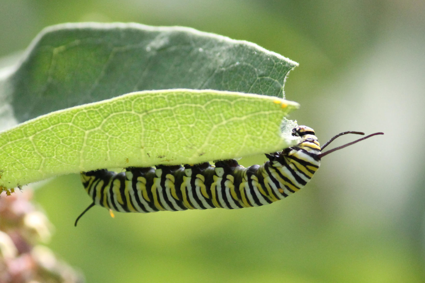 Pollinators